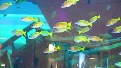 4k实拍海洋水族馆热带鱼游动视频的预览图